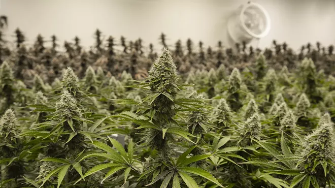 A marijuana grow room