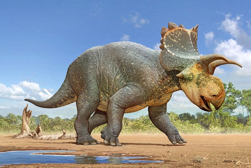 Crittendenceratops krzyzanowskii is a newly named species of horned dinosaur named for the late Tucson resident Stan Krzyzanowski.