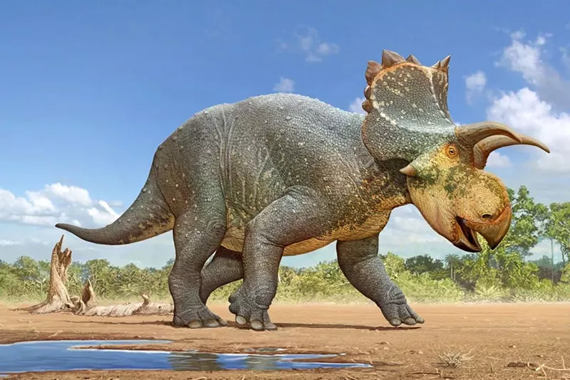 Image: Crittendenceratops krzyzanowskii is a newly named species of horned dinosaur named for the late Tucson resident Stan Krzyzanowski.