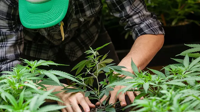 a man rifling through marijuana plants