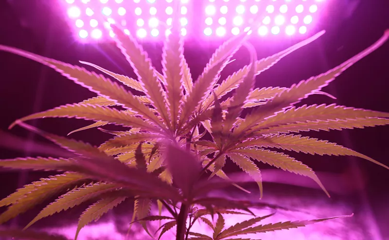 Image: Opposition Is Minimal (So Far) in the Recreational Cannabis Effort for 2020