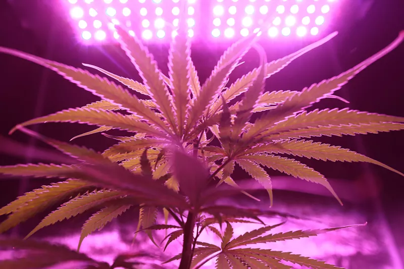 Image: Opposition to a marijuana legalization proposition was strong in 2016, raising more than $6 million from businesses like the fentanyl-pushing Insys Therapeutics.