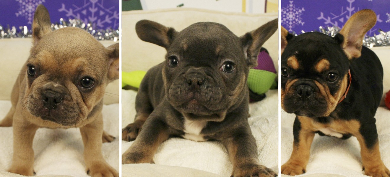 Thieves got away with five expensive French bulldog puppies from a Tempe mall on Wednesday night.
