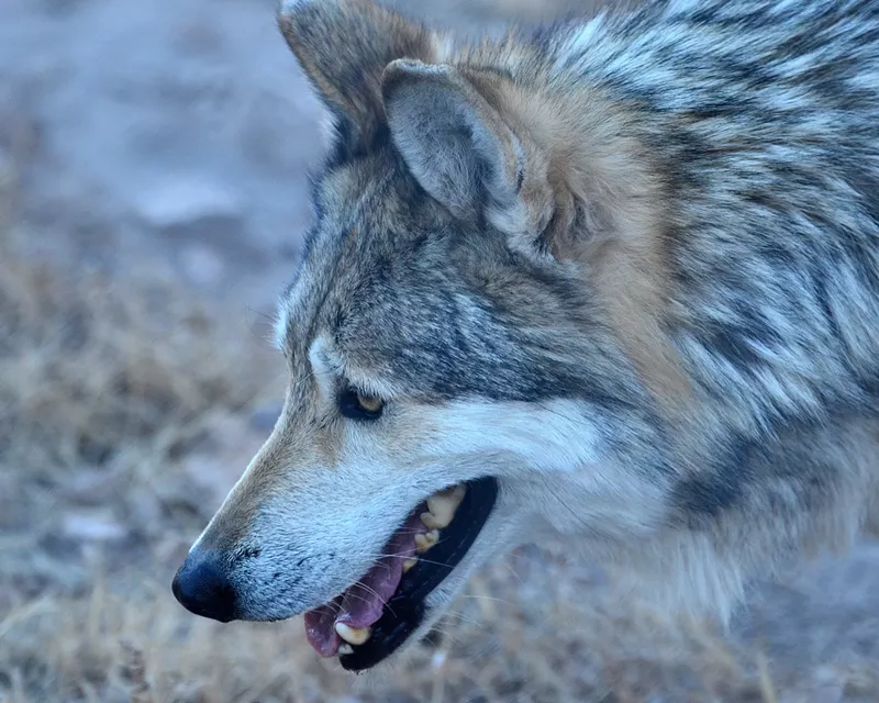 Image: The two men charged with killing a Mexican gray wolf allegedly agreed knew the wolf was an endangered species.