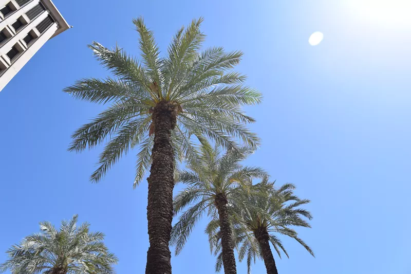 Image: looking up at palm trees
