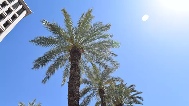 looking up at palm trees