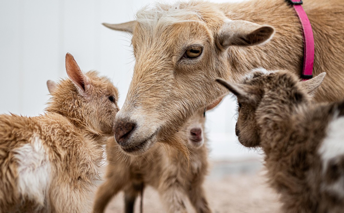 Phoenix Zoo names 5 new baby goats