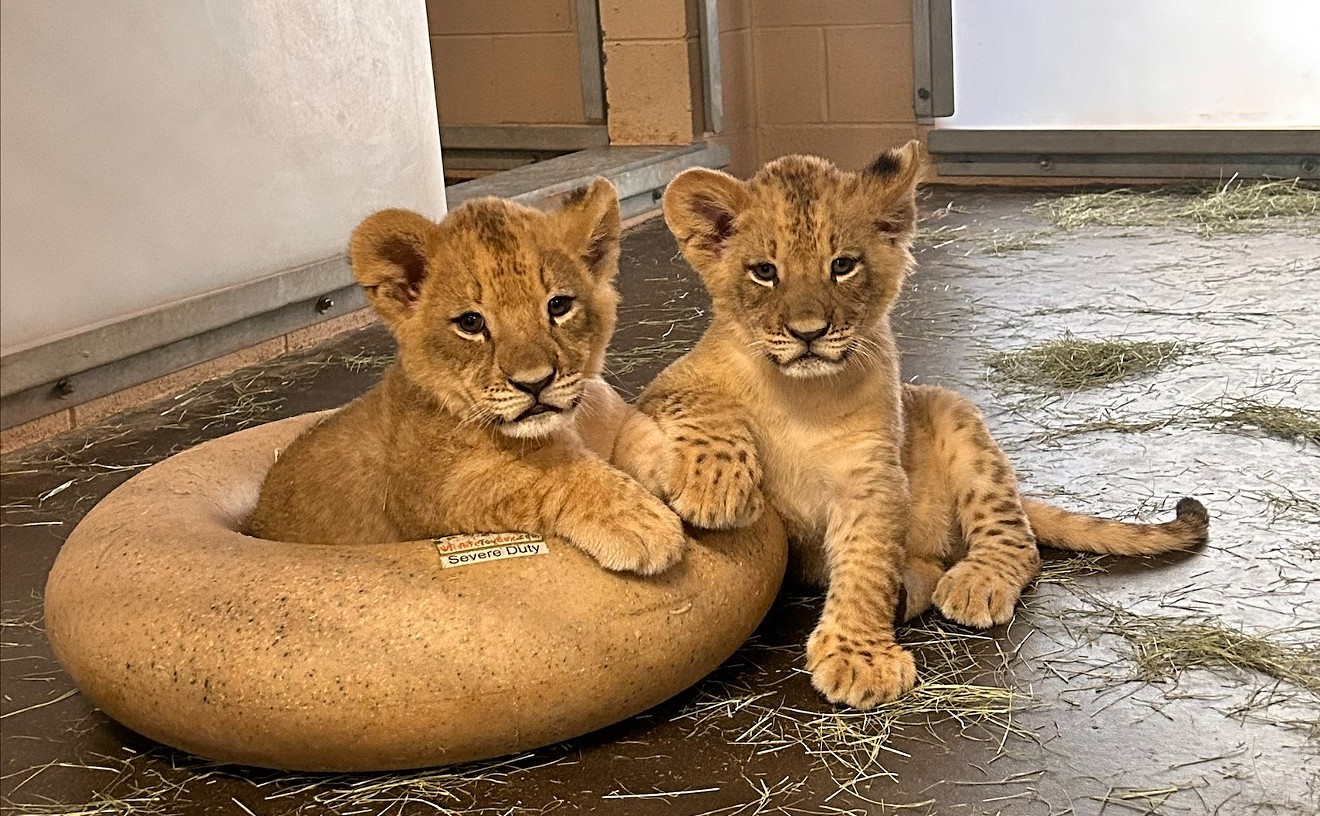 Phoenix Zoo releases new info, photos of cubs on World Lion Day