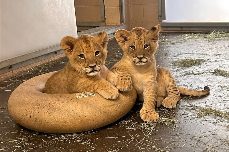 The two boy lion cubs were born on June 3.