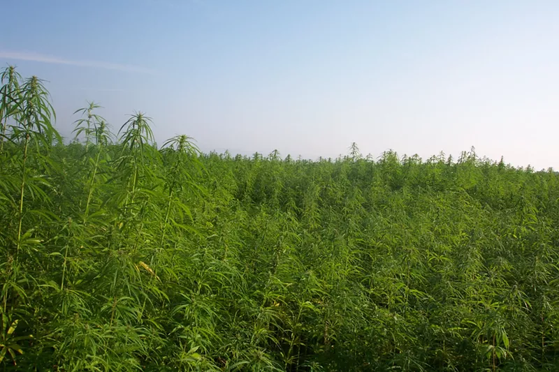 Image: CBD is made with industrial hemp, which by federal law must have below 0.3 percent THC.