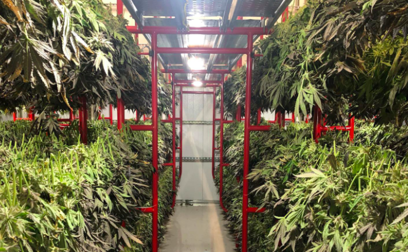 Image: Pot Spotlight: The Arizona Cultivators Behind Sonoran Roots