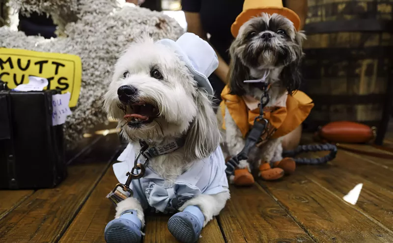 Image: Pups took over Pedal Haus Brewery for Halloween costume contest