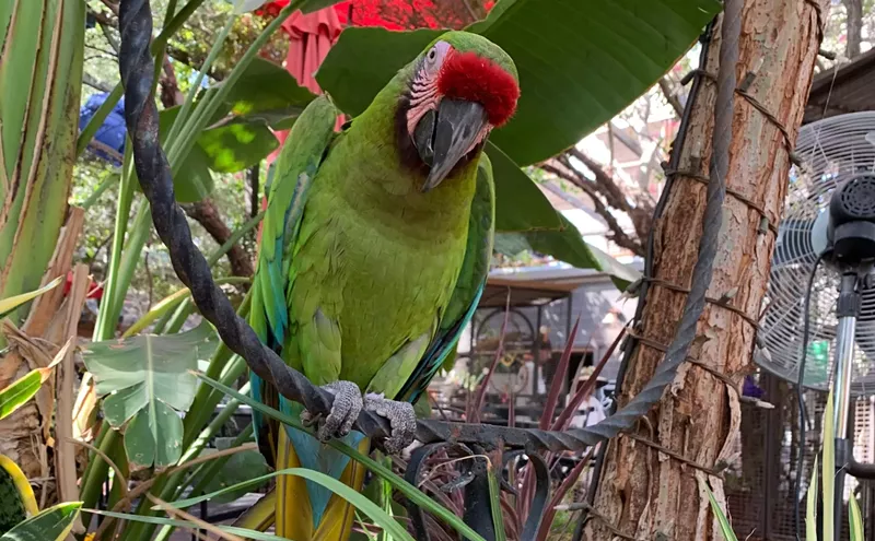 Image: Rescue Birds Are Ready to Welcome Back Patrons at The Perch Brewery