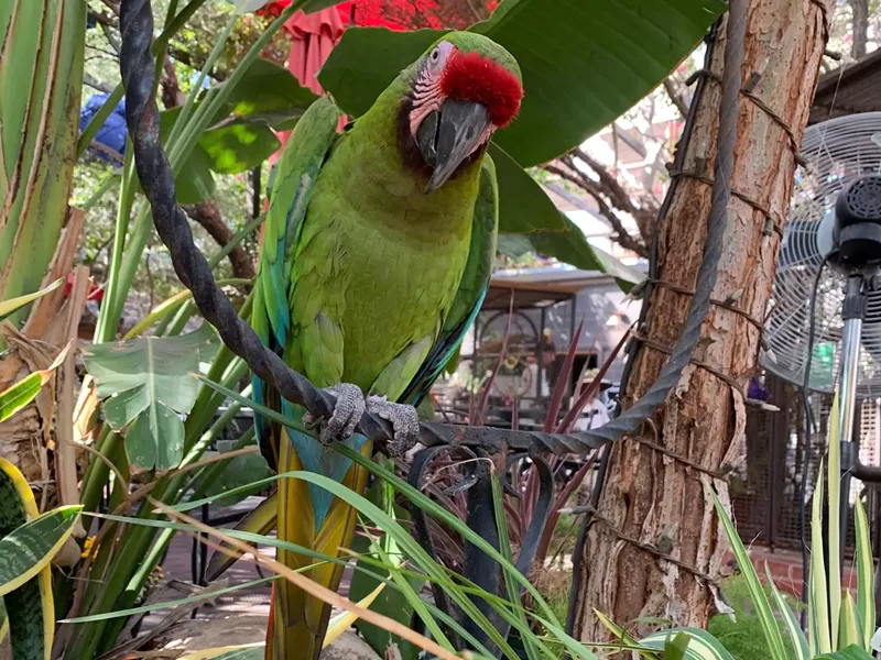 Image: Courtney is a military macaw at The Perch Brewery in downtown Chandler.