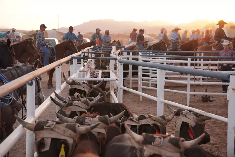 Image: Calves wearing protective horn wraps being funneled into the shoot at the Willcox West Fest Ranch Rodeo & Chuck Wagon Cook-Off in Willcox.