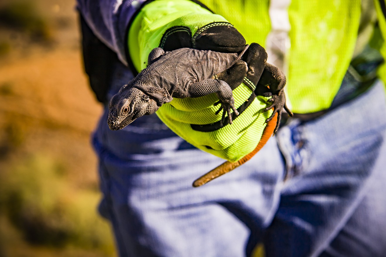 ADOT crews relocate a chuckwalla on the South Mountain Freeway Project