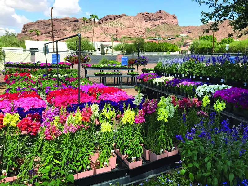 Image: Add some color to your backyard this summer.