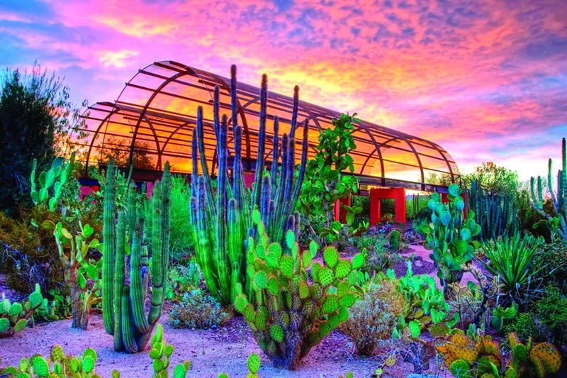 Image: Nighttime is the right time at the Desert Botanical Garden.
