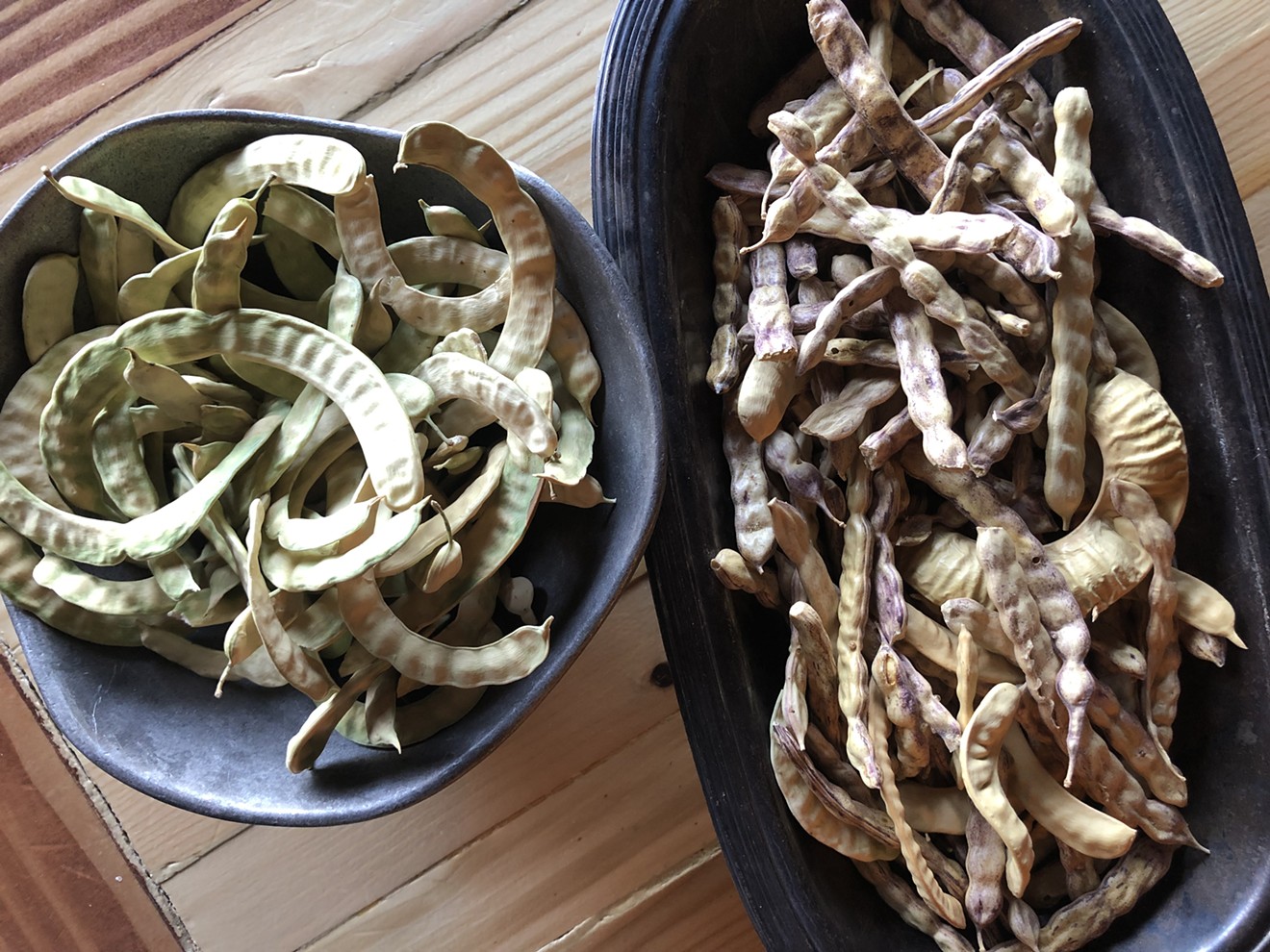Freshly foraged pre-monsoon pods from two species of mesquite.