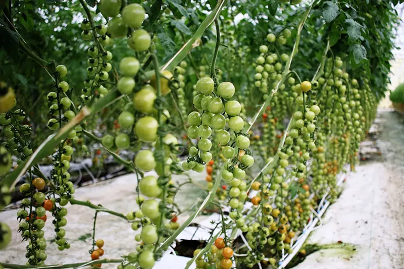 Image: Tomatoes grow at Abby Lee Farms in south Phoenix.