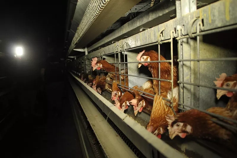 Image: Consumer demand for cage-free eggs has grown in recent years.