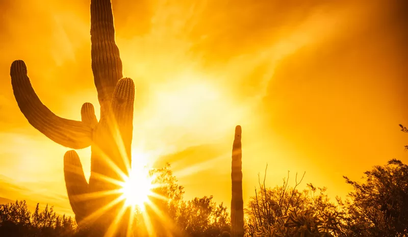 Image: a sun peeking through a cactus in the desert