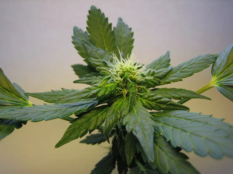 Image: Target stopped selling CBD-rich hemp extracts online on Thursday after CBD oil maker CW Hemp touted Target's sale of its products in a press release.