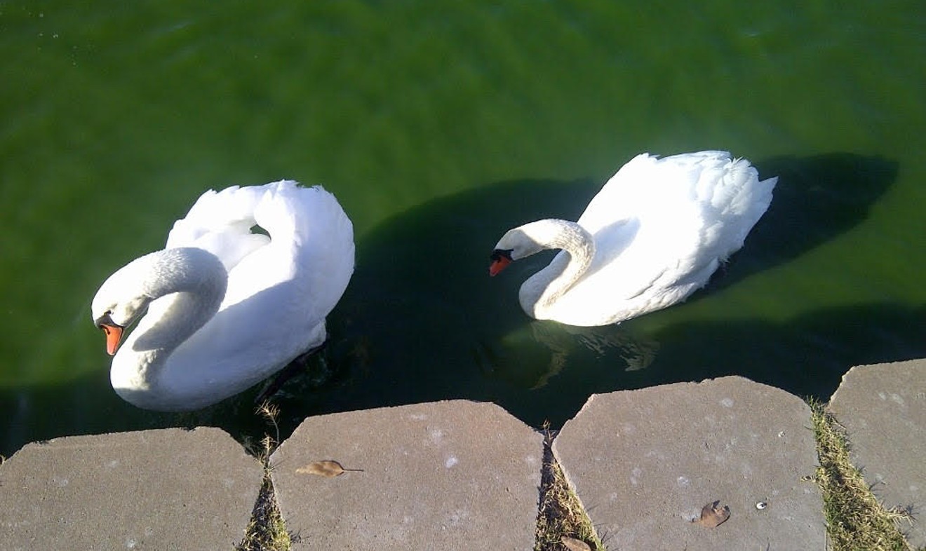 A pair of swans swim around in Sun City West.
