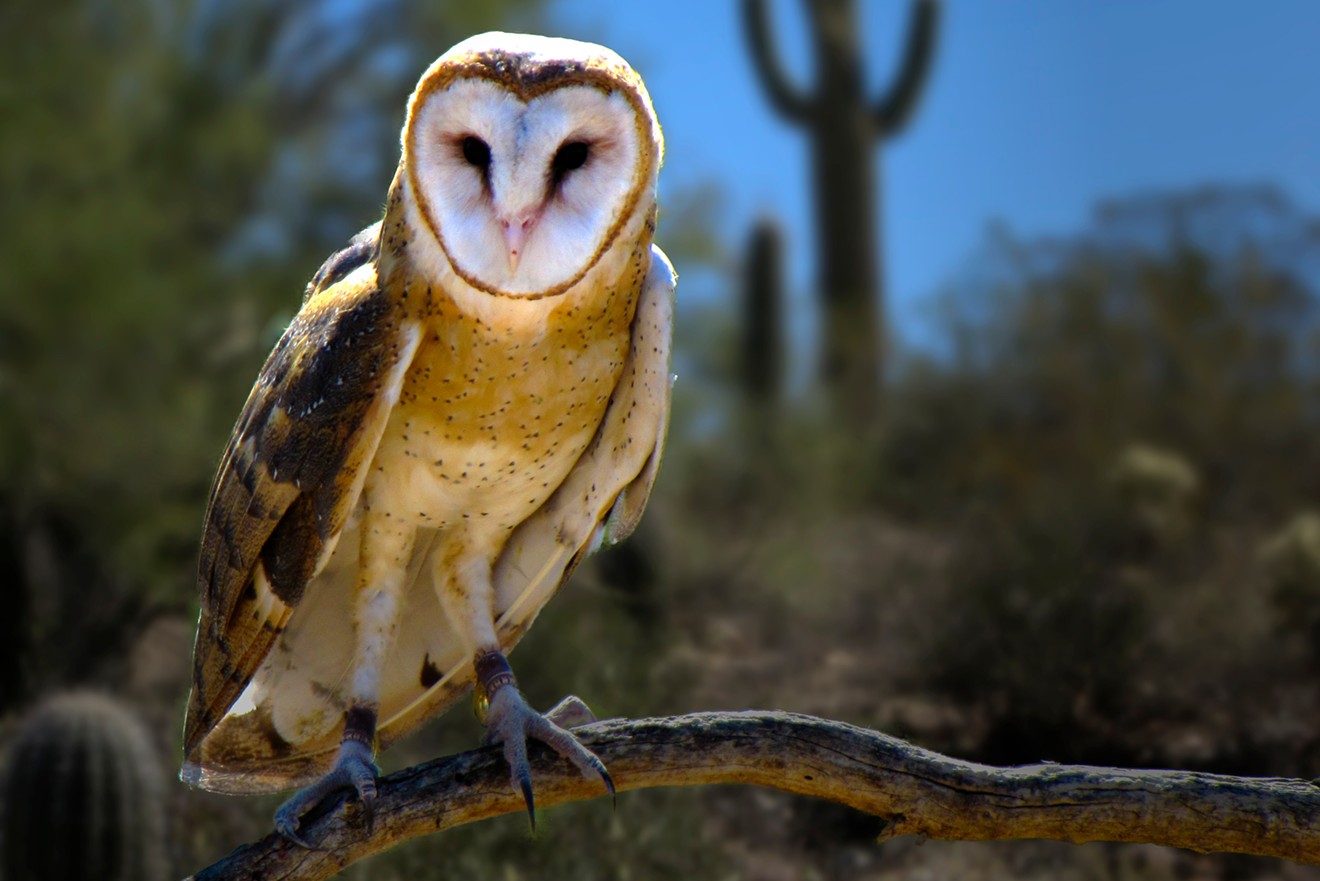 A different sort of bird, the barn own, from the Arizona-Sonora Desert Museum.