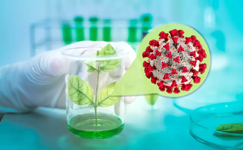 Image: The Arizona Researchers Chasing Herbal COVID-19 Treatments
