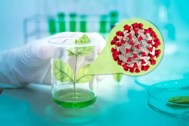 Image: Can herbal products be used to create an effective COVID-19 treatment? ASU researchers are looking into it.