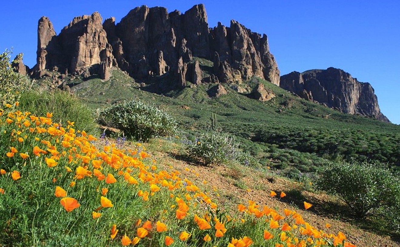 The best desert wildflower hikes in metro Phoenix