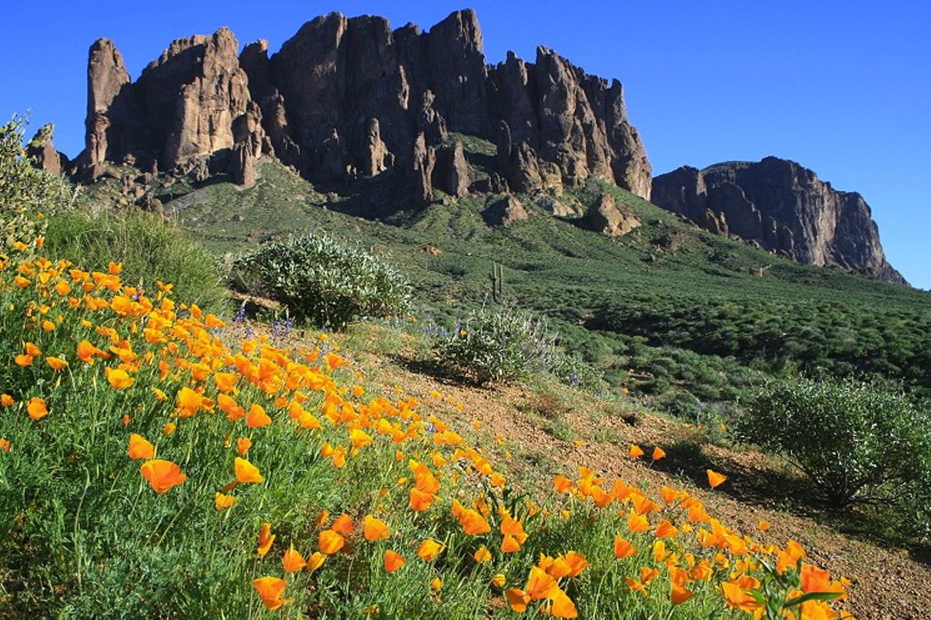 Blooming trails of the Superstition Wilderness Area.