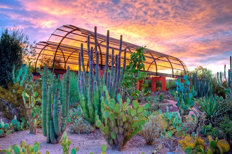 Image: It's a good week to visit the Desert Botanical Garden at sunset.