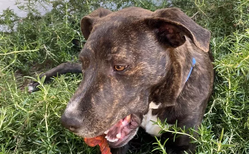 Image: 'The Bottom Line Is COVID Has Been Very Good for Dog Adoptions'