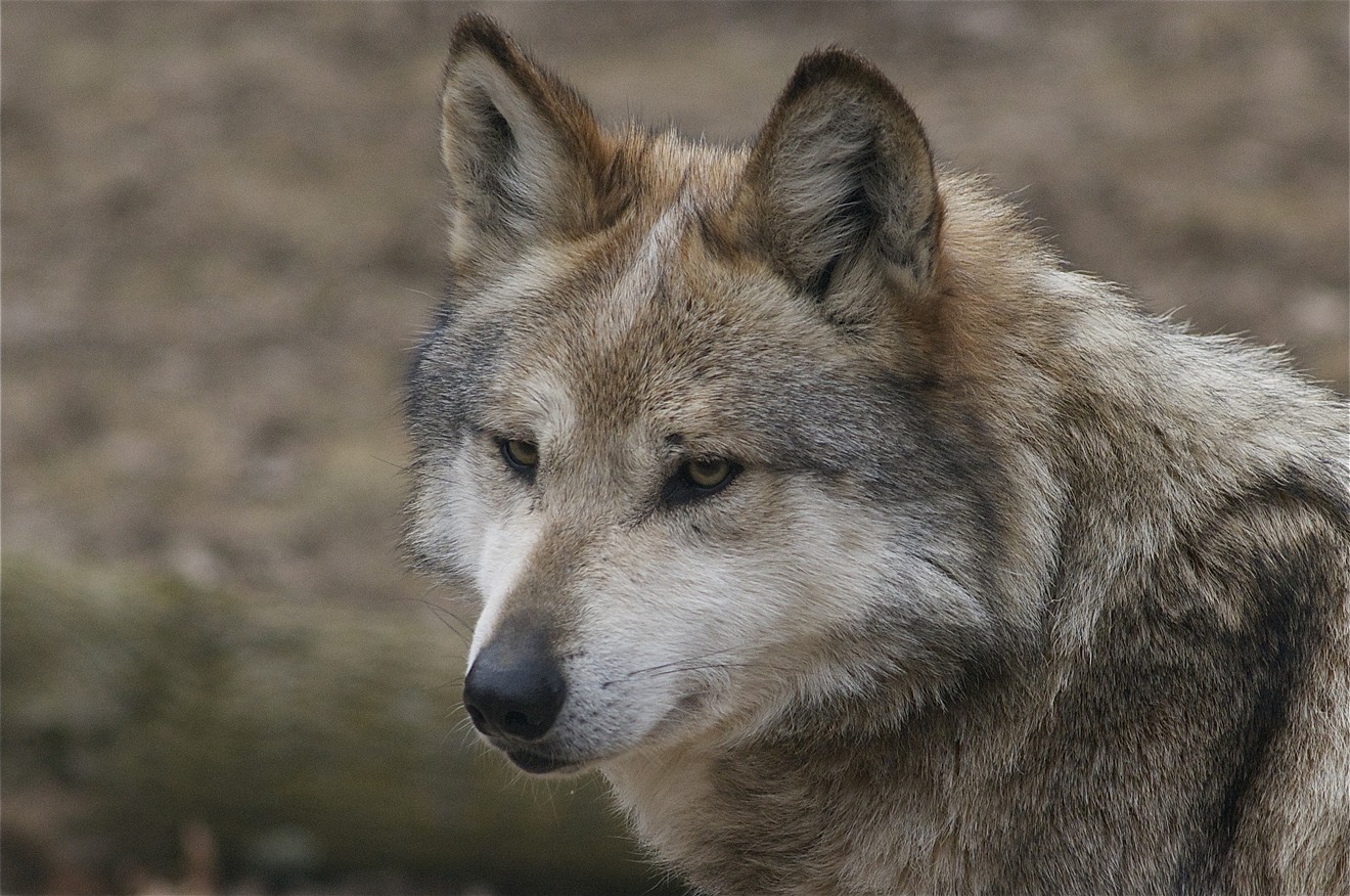 A Mexican gray wolf like this one was killed last month by wildlife managers. They say the wolf had repeatedly preyed on livestock in Arizona.