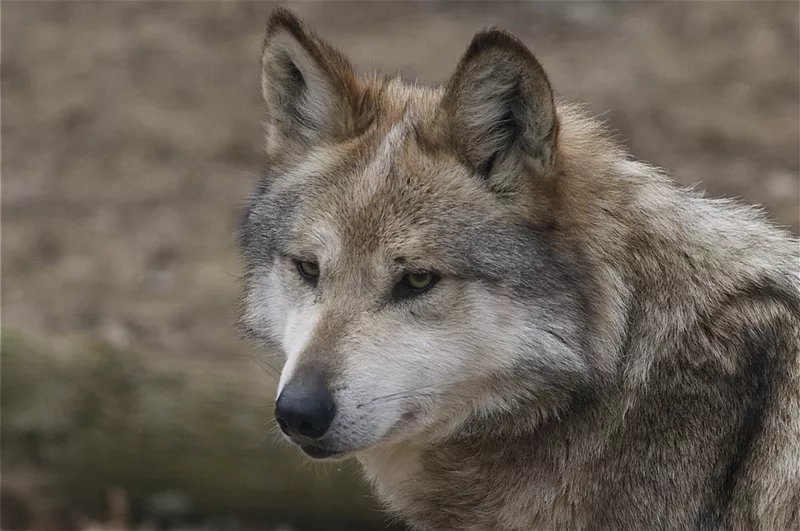 Image: A Mexican gray wolf like this one was killed last month by wildlife managers. They say the wolf had repeatedly preyed on livestock in Arizona.