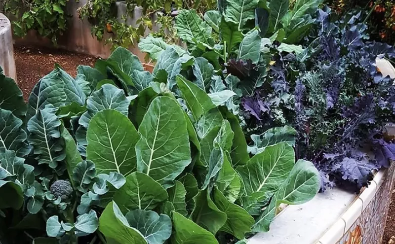 Image: A Dive Into the Edible Schoolyard Project