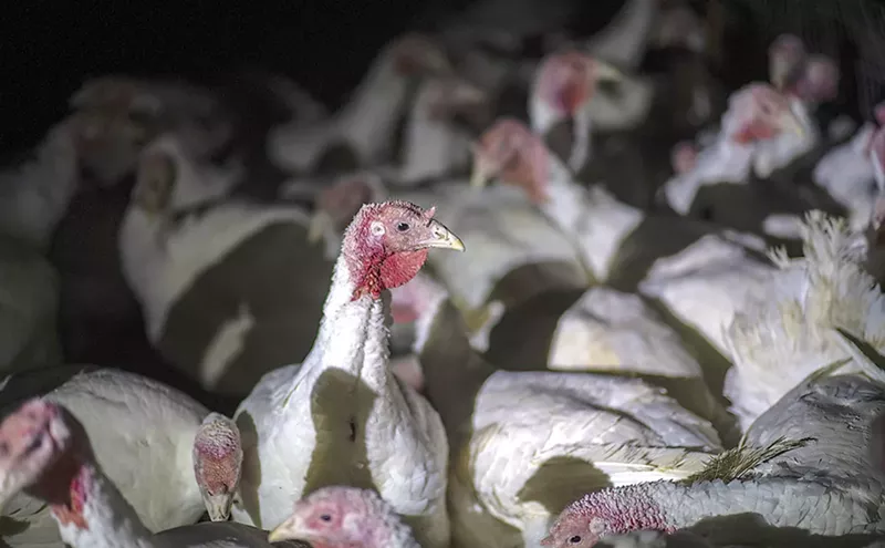 Image: Life and Death and Turkeys