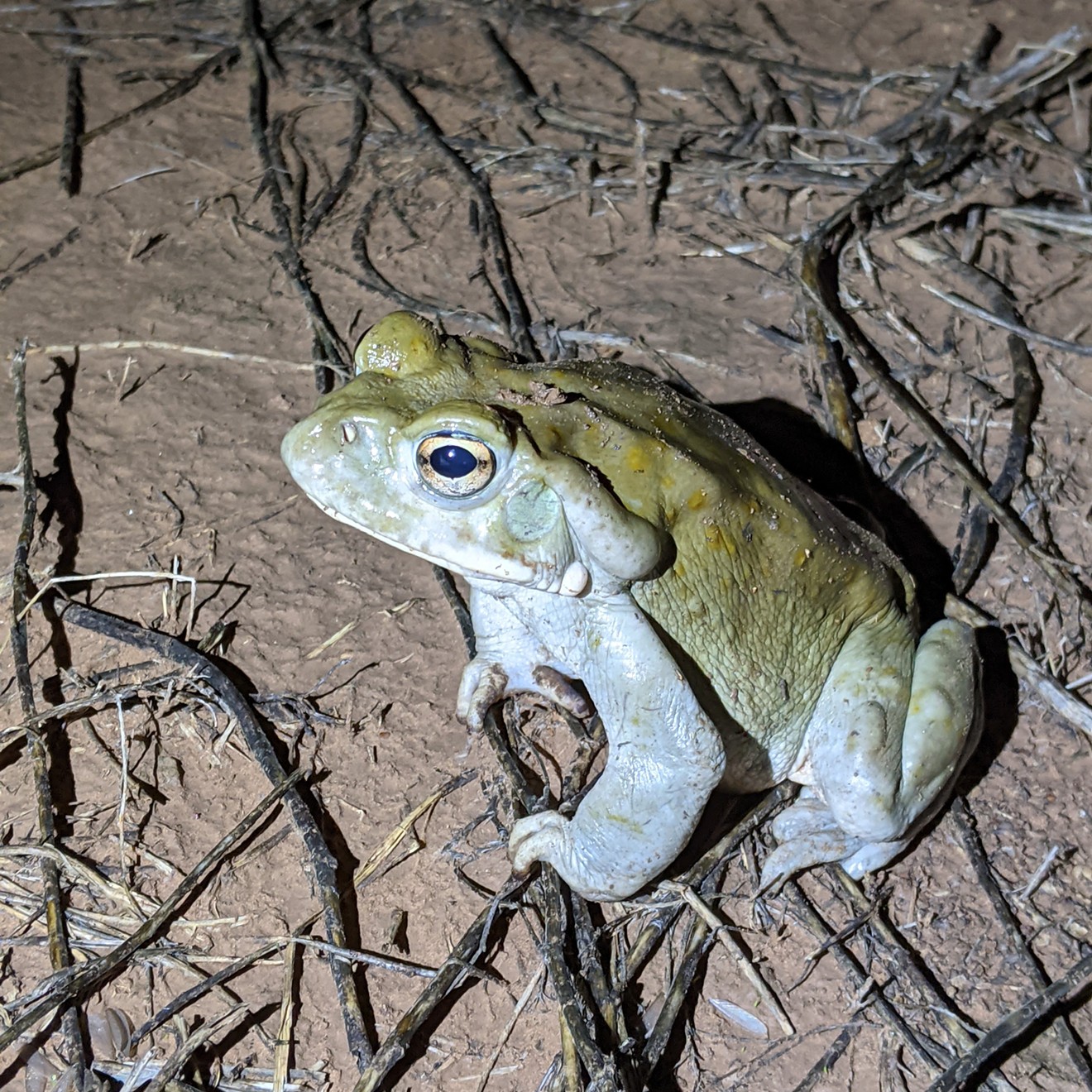 A Sonoran Desert toad.
