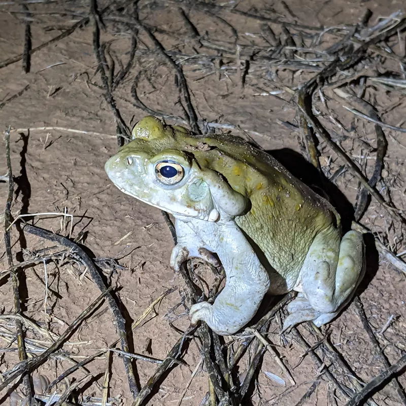 Image: A Sonoran Desert toad.