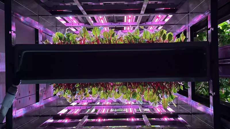Image: An overhead view of the vertical growing trays at the Opollo Farm in Avondale.