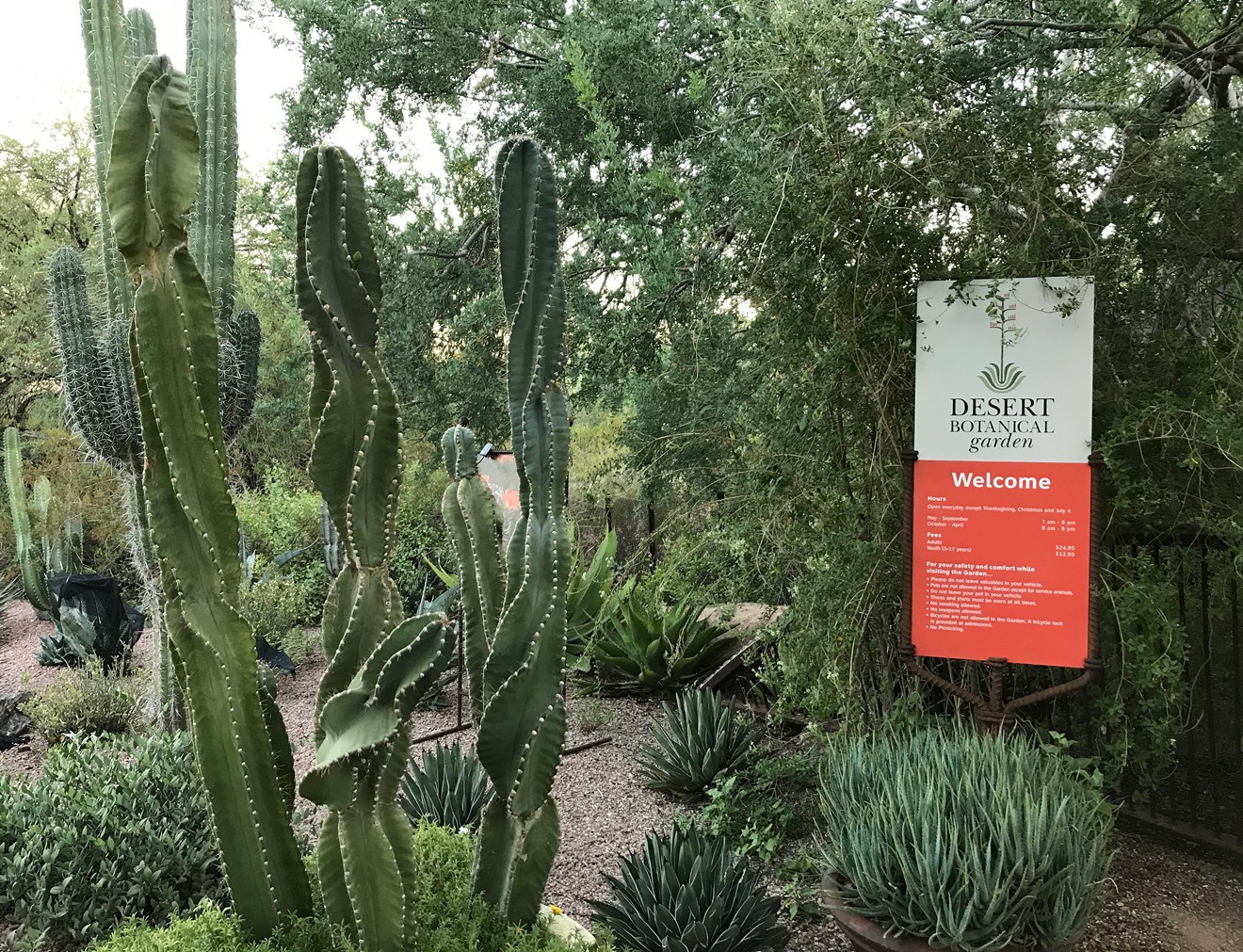 Desert Botanical Garden will open a new "Electric Light" exhibition in October 2018.