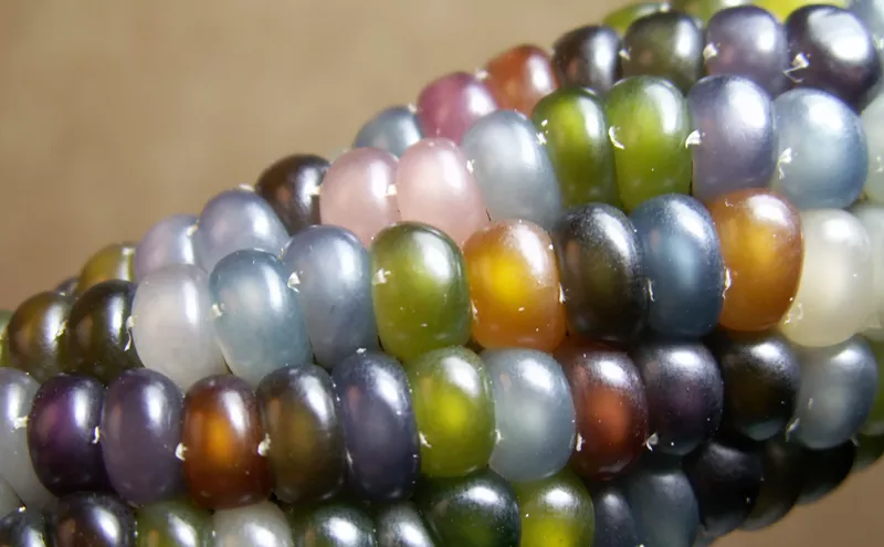 Image: This Weekend: Shop Desert-Adapted Seeds at The Great American Seed Up