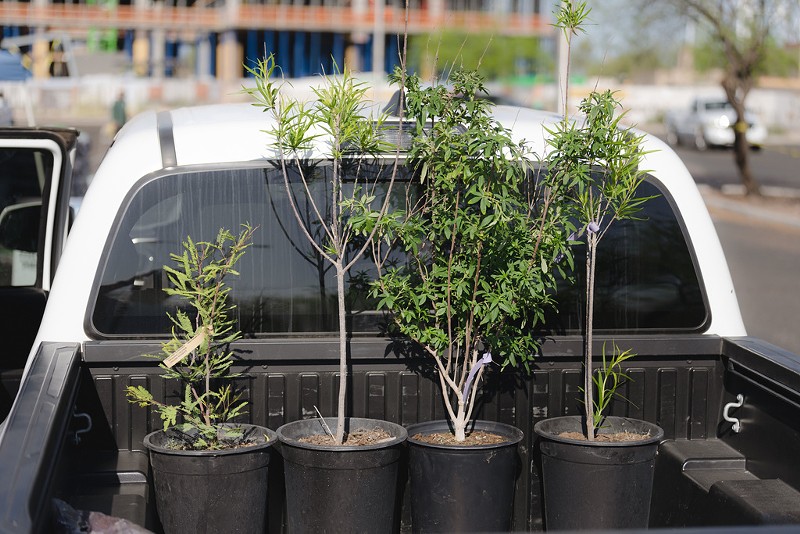 The Salt River Project is giving away two free shade trees to customers who attend an online workshop this summer.