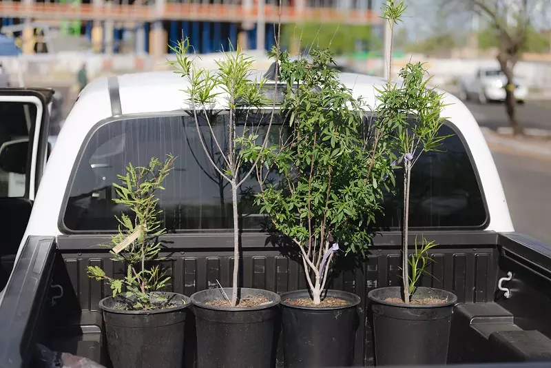 Image: Small potted trees in the back of a pickup truck