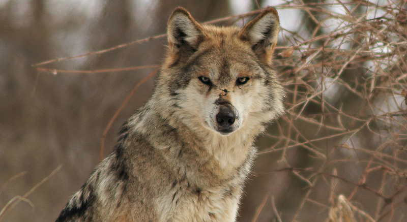Environmental protections for the Mexican gray wolf could be weakened under a new U.S. Fish and Wildlife Service plan.