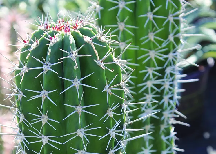 Spiny house: Dress up your indoors and outdoors at Desert Botanical Garden. - COURTESY OF DESERT BOTANICAL GARDEN