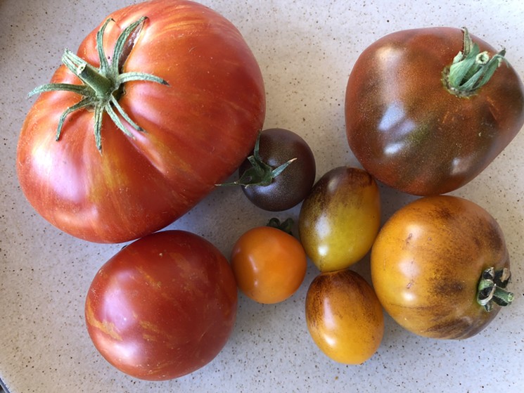 Tomatoes can be strange and beautiful - CHRIS MALLOY