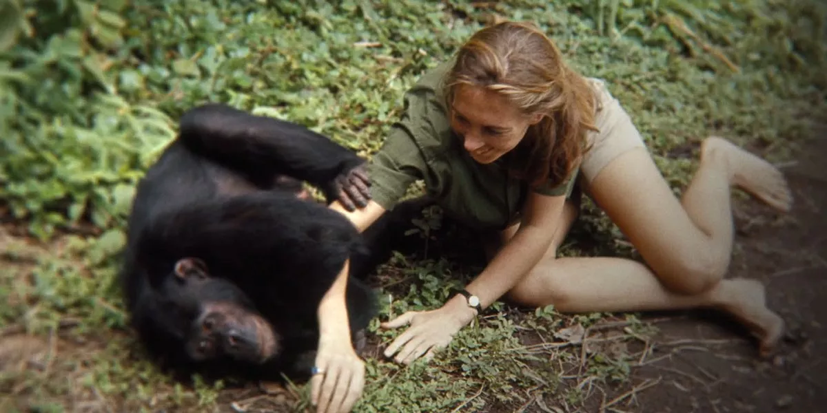 The early life of trailblazing primatologist Jane Goodall is captured in Jane through gorgeous footage shot by Goodall’s late ex-husband Hugo van Lawick in the 1960s. - COURTESY OF TORONTO INTERNATIONAL FILM FESTIVAL